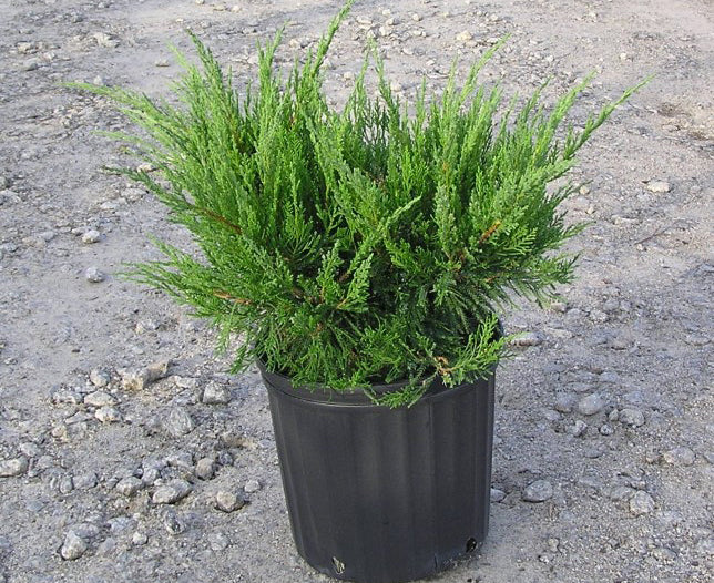 [12348083-3g-container] Sea Green Juniper – Deer Resistant Evergreen Shrub (3 gallon container)