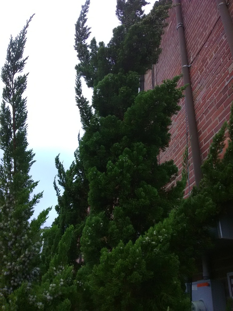[12348079-3g-container-sold-out] Robusta Green Juniper | Juniperus chinensis 'Robusta Green' (3 gallon container)