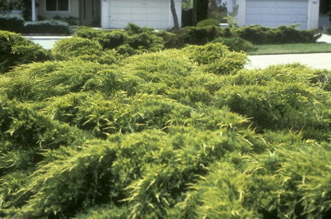[12348078-5g-container] Gold Tip Pfitzer Juniper | Juniperus chinensis 'Pfitzeriana Aurea'