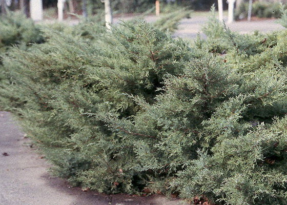 [12348077-7g-container] Pfitzer Juniper – Juniperus chinensis 'Pfitzeriana' (7 gallon container)