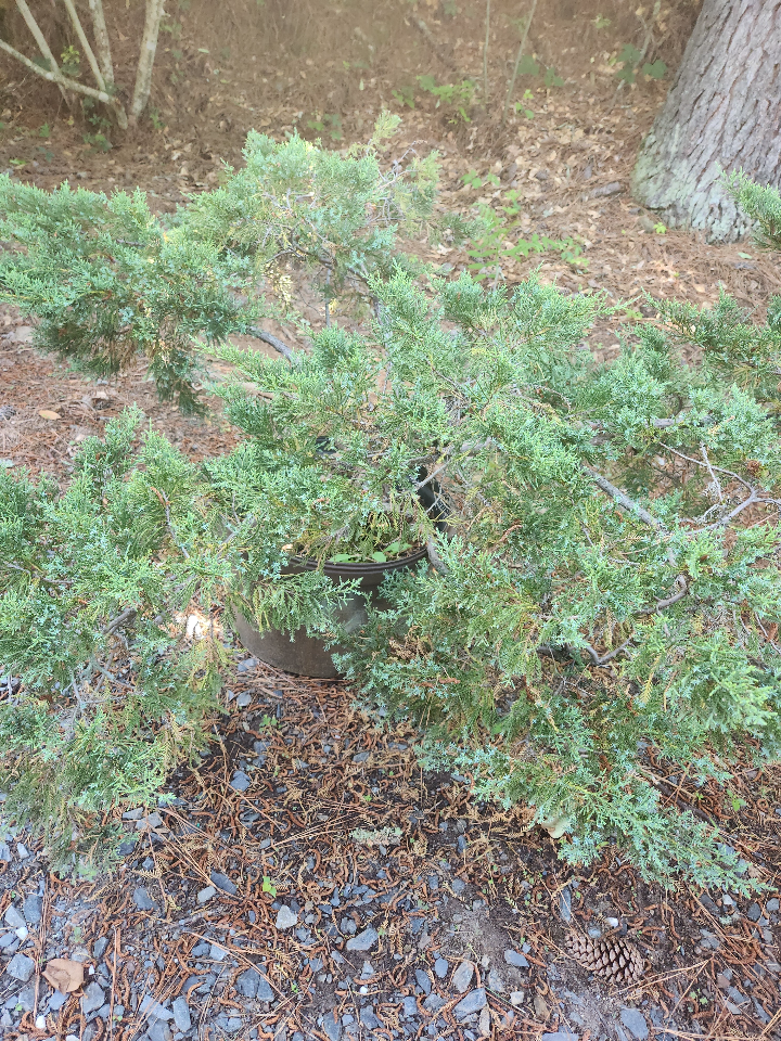 [12348075-4g-container-sold-out] Nick's Compact Juniper | Juniperus chinensis 'Nick's Compacta' (4 gallon container)