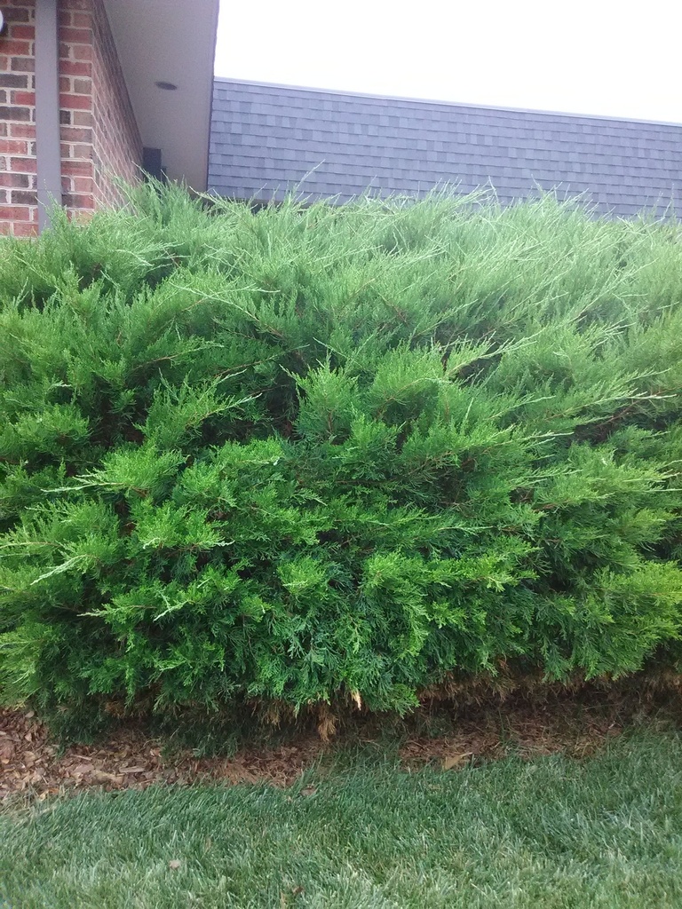 [12348074-3g-container-sold-out] Mint Julep Juniper – Juniperus chinensis 'Mint Julep' (3 gallon container)