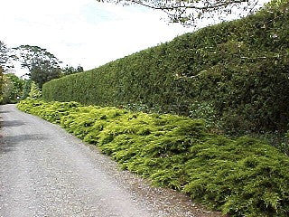 [12348072-3g-container-sold-out] Gold Coast Juniper - Golden Evergreen Shrub (3 gallon container)
