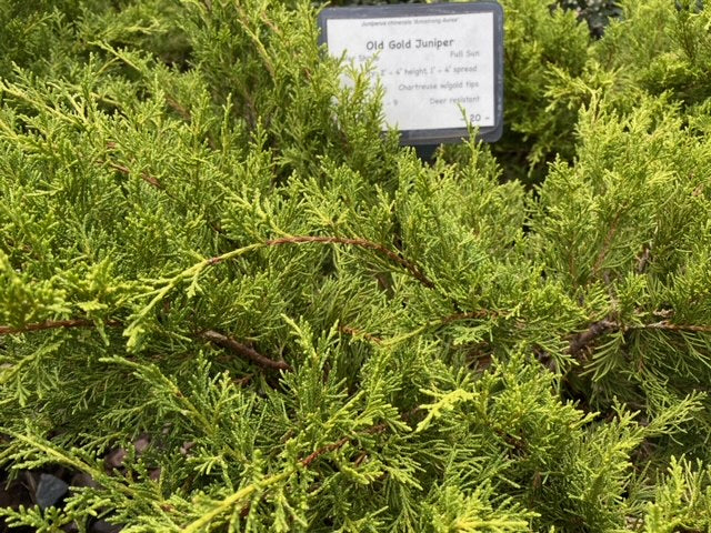 [12348070-3g-container] Old Gold Juniper – Juniperus chinensis 'Armstrong Aurea'