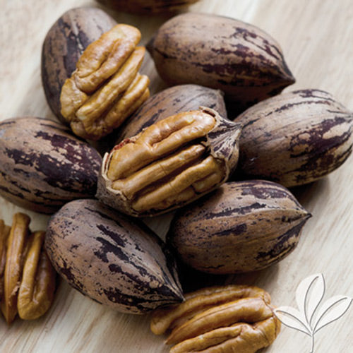 [12348066-extra-tall-container] Cape Fear Pecan Tree (Type I) - Carya illinoinensis (Extra Tall Container)