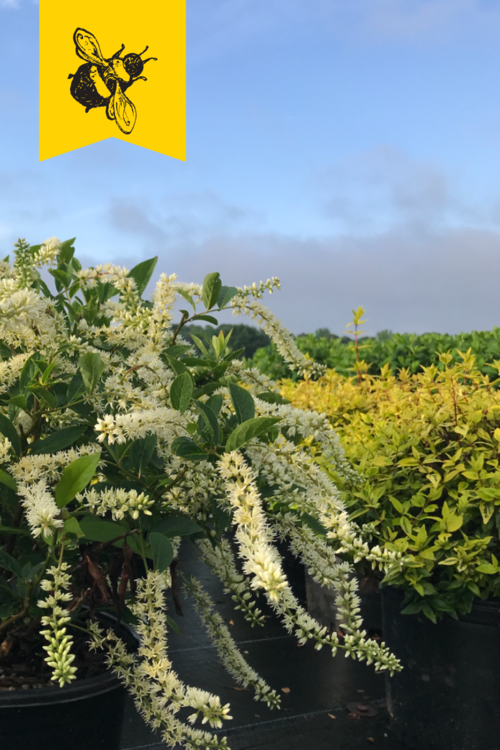 [12348063-3g-container] Itea 'Henry's Garnet' - Virginia Sweetspire (3 gallon container)