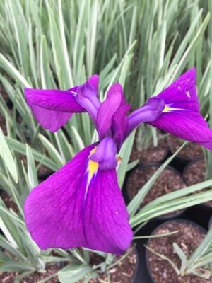 [12348058-1g-container] Japanese Variegated Iris (Iris ensata 'Variegata') (1 gallon container)