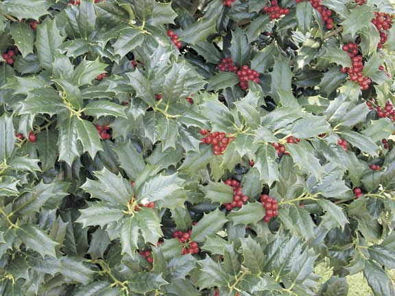 [12348054-3g-container-sold-out] Robin Holly - Ilex 'Robin' | Evergreen Shrub & Tree Form (3 gallon container)