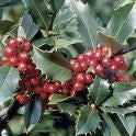 [12348051-3g-container-sold-out] China Girl Holly - Ilex x meserveae 'China Girl' (3 gallon container)