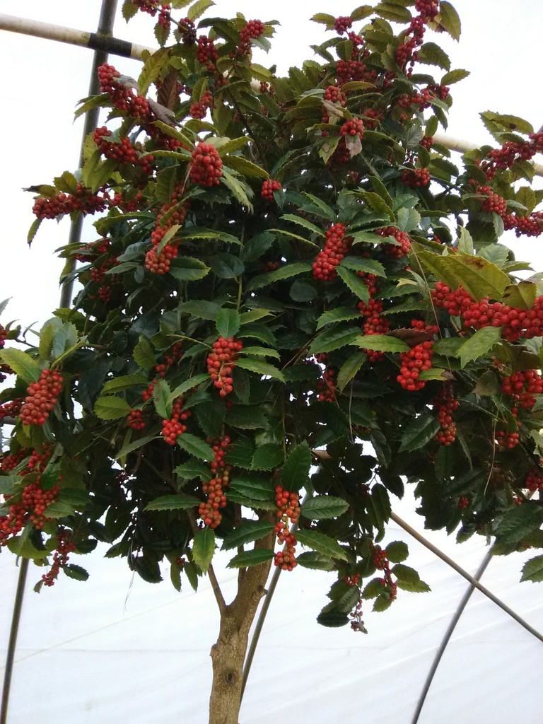 [12348044-3g-container-sold-out] Mary Nell Holly - Field Grown B&B & Container (3 gallon container)
