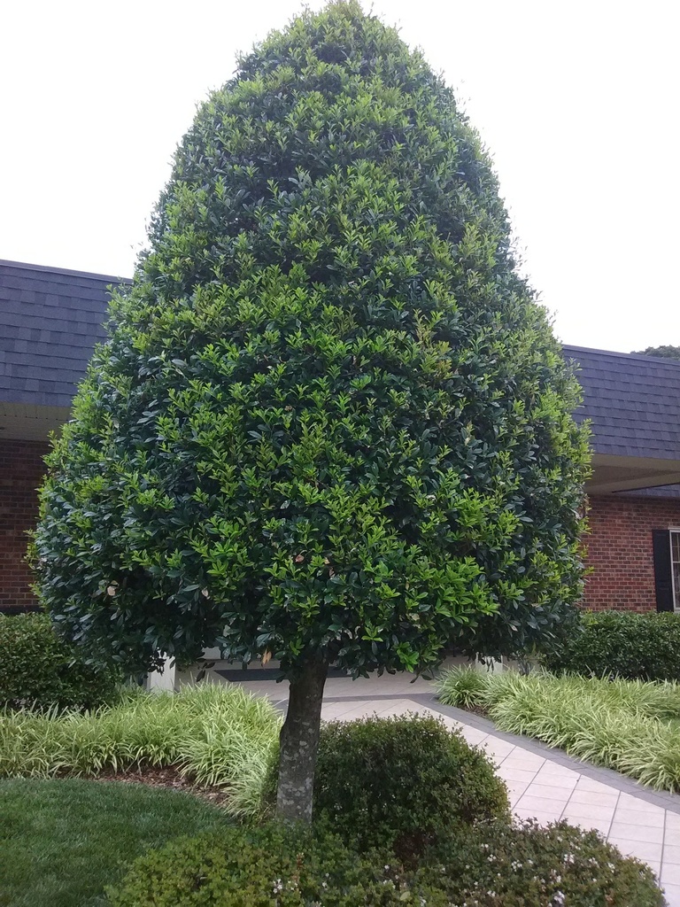 Foster Holly (Ilex x attenuata 'Fosteri') - Evergreen Holly Tree