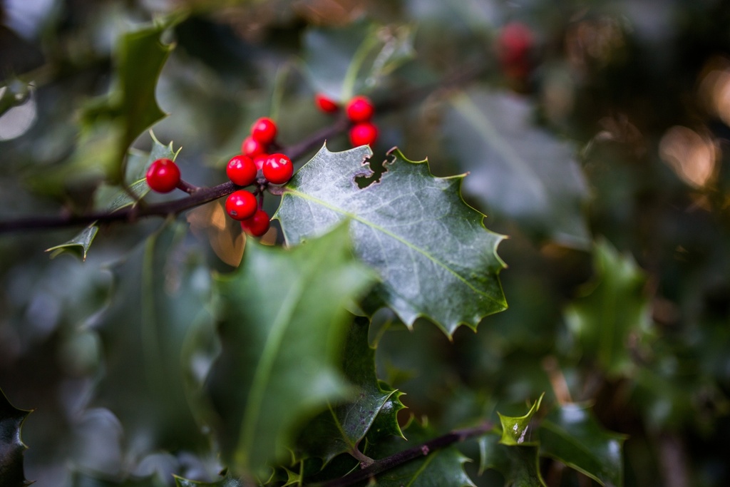 [12348024-3g-container-sold-out] American Holly - Ilex opaca (3 gallon container)