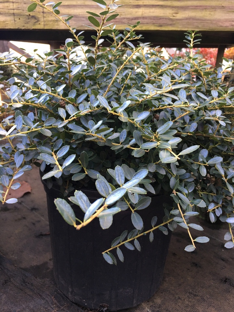 [12348013-3g-container-not-for-sale-yet] Helleri Japanese Holly – Compact Evergreen Foundation Shrub (3 gallon container)