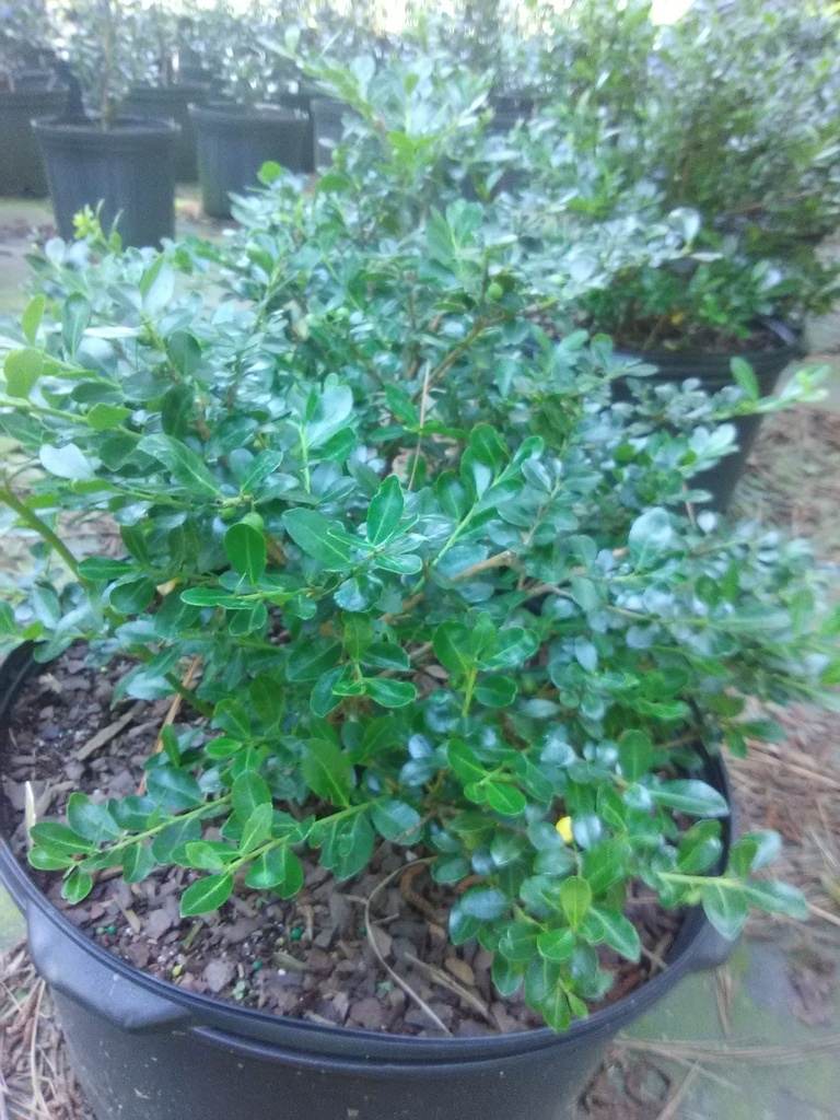 Green Luster Japanese Holly | Ilex crenata 'Green Luster'