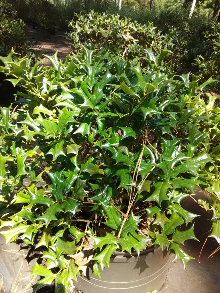 [12348005-3g-container] Rotunda Dwarf Chinese Holly (3 gallon container)