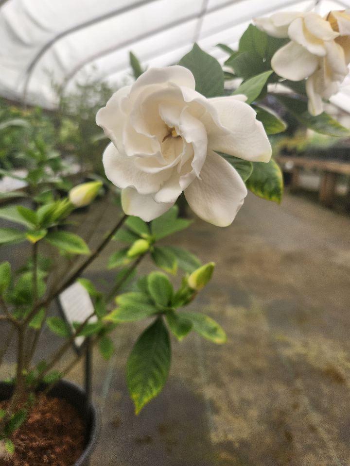 [chuck-hayes-gardenia-1g-container-sold-out] Chuck Hayes Gardenia - Cold Hardy Evergreen Flowering Shrub (1 gallon container)