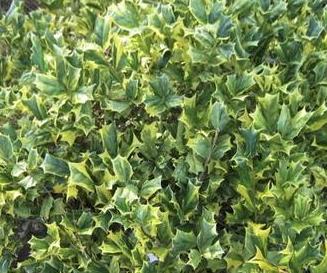 [12348004-3g-container-sold-out] O'Spring Chinese Holly (Ilex cornuta 'O'Spring') - B&B (3 gallon container)