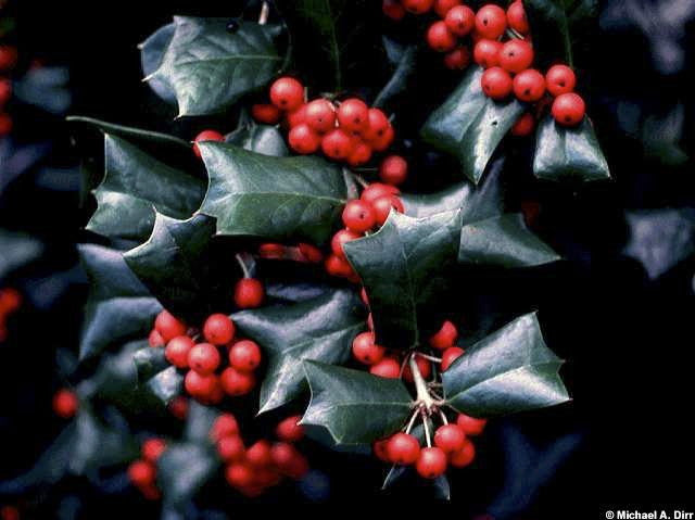 [12348001-9-b-b] Dazzler Chinese Holly - B&B (9' B&B)
