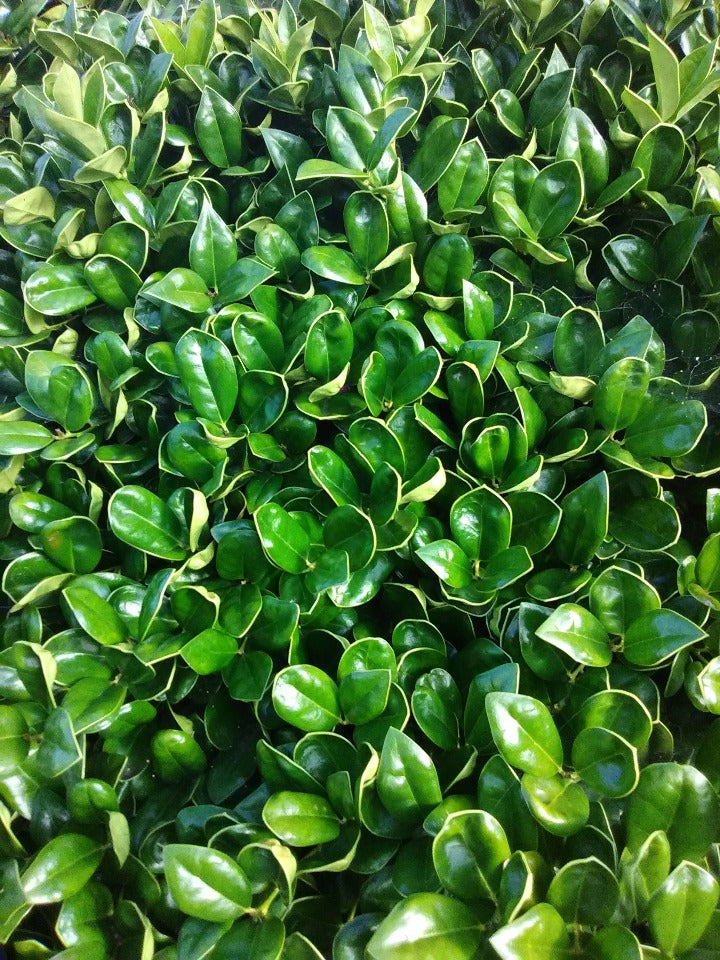 [12347999-3g-container] Ilex cornuta 'Carissa' - Carissa Holly (3 gallon container)