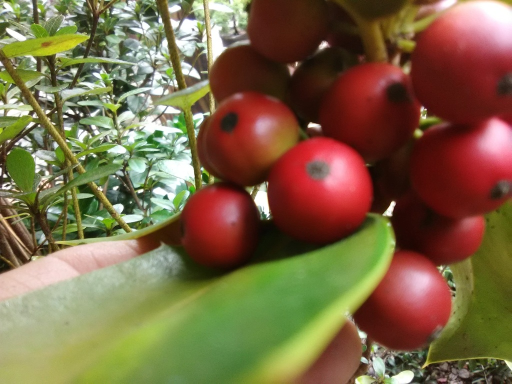 [12347996-3g-container-sold-out] Berries Jubilee Holly - Ilex cornuta 'Berries Jubilee' (3 gallon container)