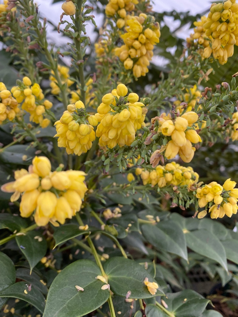 [marvel-mahonia-3g-container-sold-out] Marvel Mahonia - Evergreen Shrub with Yellow Fall Flowers (3 gallon container)