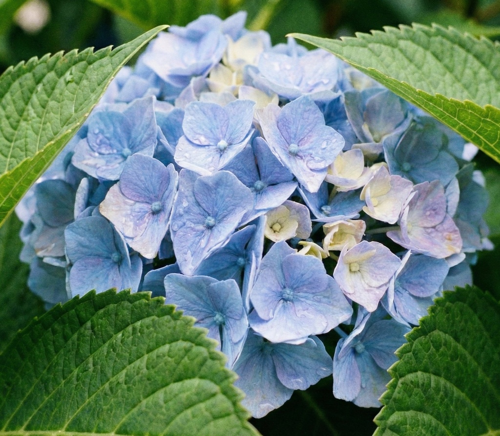 Nikko Blue Hydrangea - Hydrangea macrophylla 'Nikko Blue'