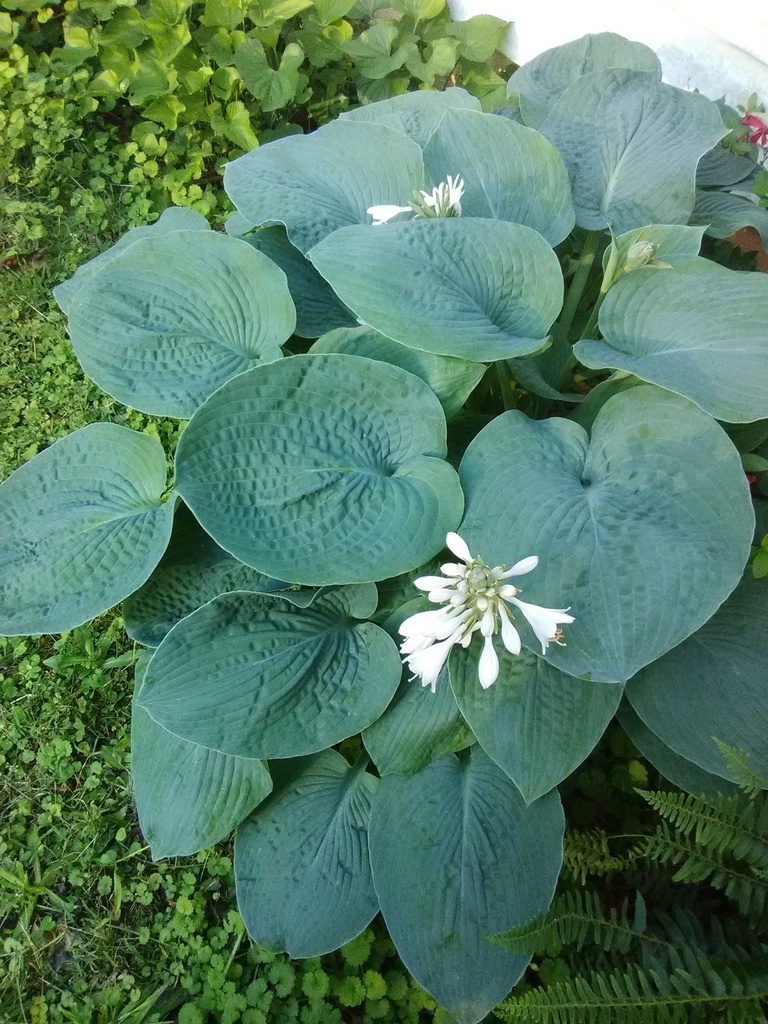 Elegans Blue Hosta – Hosta sieboldiana 'Elegans'