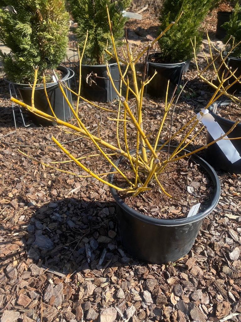 [yellow-twig-dogwood-3g-container-sold-out] Yellow Twig Dogwood (Cornus sericea 'Flaviramea')