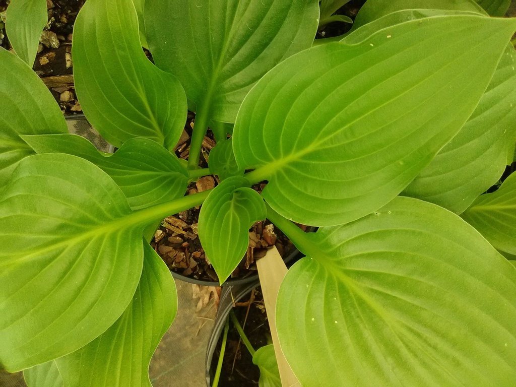 Royal Standard Hosta - Green Glossy Shade Perennial