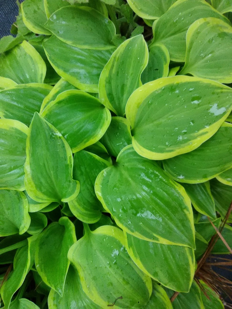 [6/26/26 KC A2] Golden Tiara Hosta - Variegated Shade Perennial (1 gallon container)