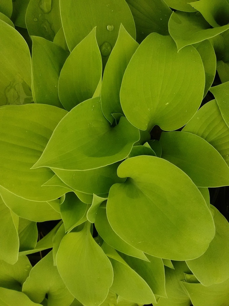 Gold Drop Hosta – Dwarf Sun-Tolerant Perennial