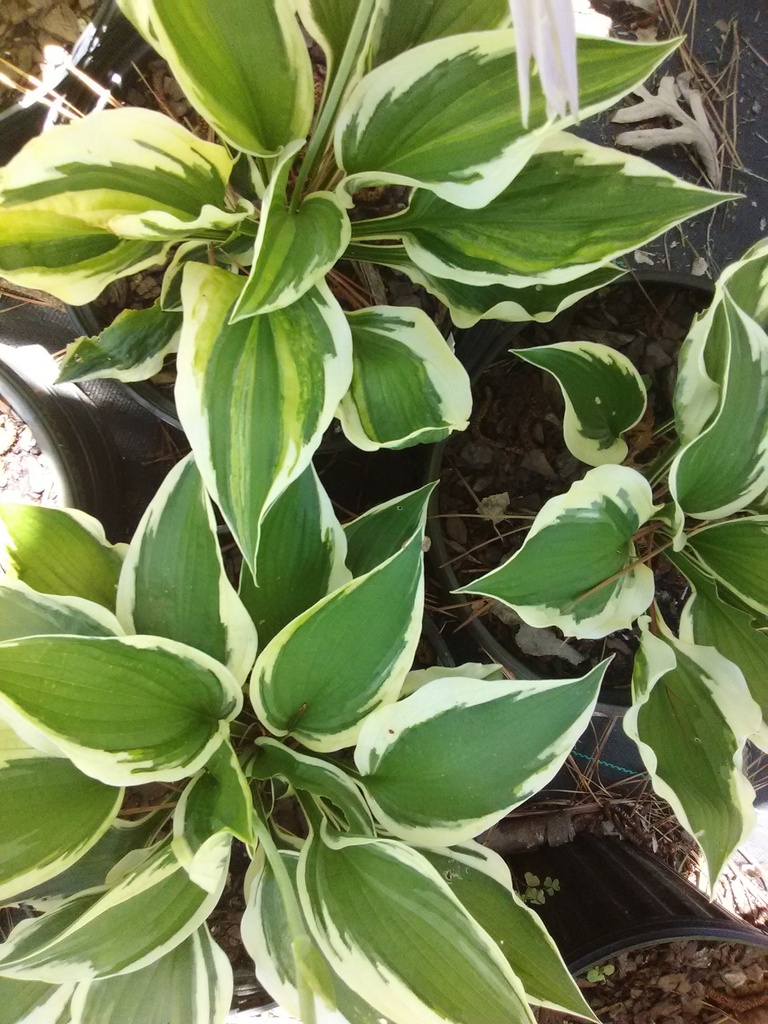 Patriot Hosta - White-Edged Shade Perennial