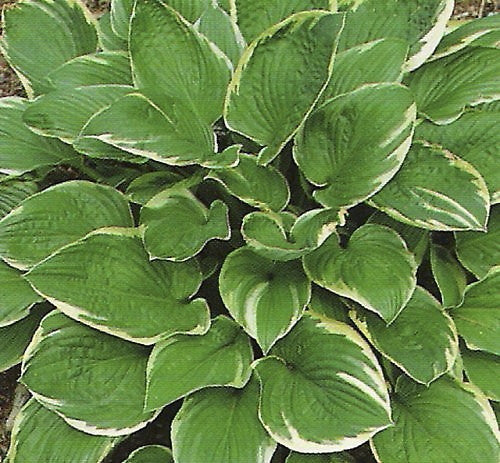 [12347969-2g-container-sold-out] Aureomarginata Hosta (Gold Crown Hosta) (2 gallon container)