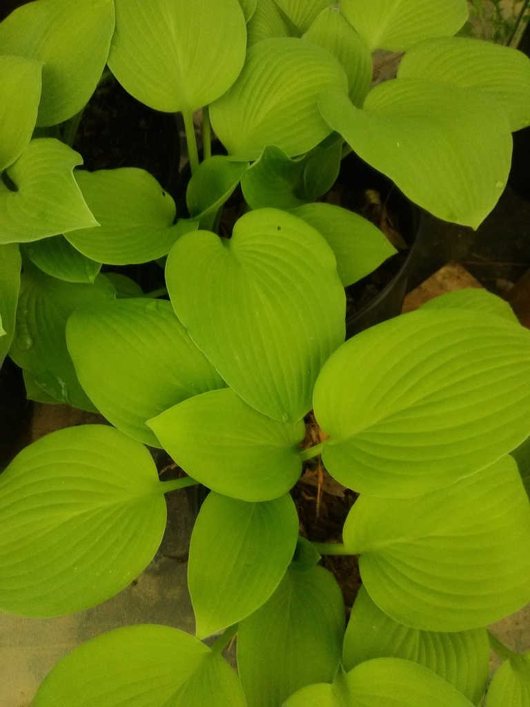 [6/26/26 KC A2] August Moon Hosta - Chartreuse Shade Perennial (2 gallon container)