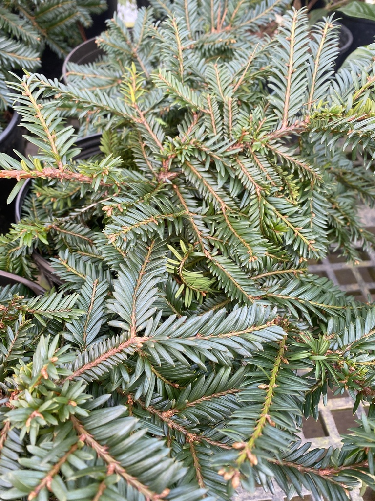 [emerald-spreader-japanese-yew-2g-container-sold-out] Emerald Spreader Japanese Yew (2 gallon container)