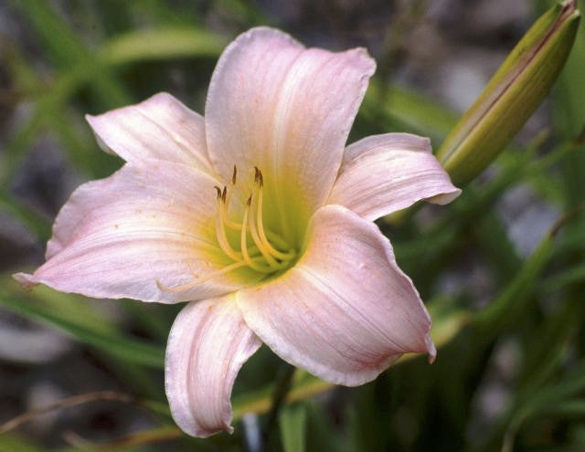 [12347959-2g-container] Winsome Lady Daylily – Reblooming Blush Pink Perennial (2 gallon container)