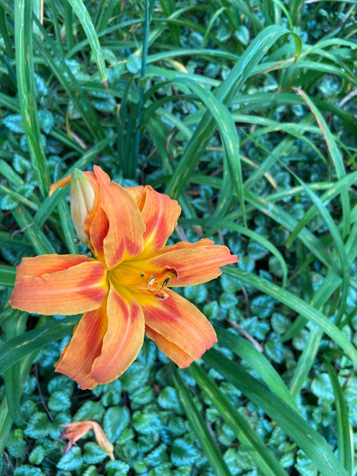 [12347958-2g-container] Starburst Susie Monie Daylily - Reblooming Double Orange