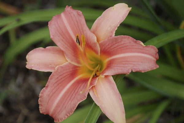 [12347954-2g-container] Rose Petticoat Daylily - Hemerocallis 'Rose Petticoat'