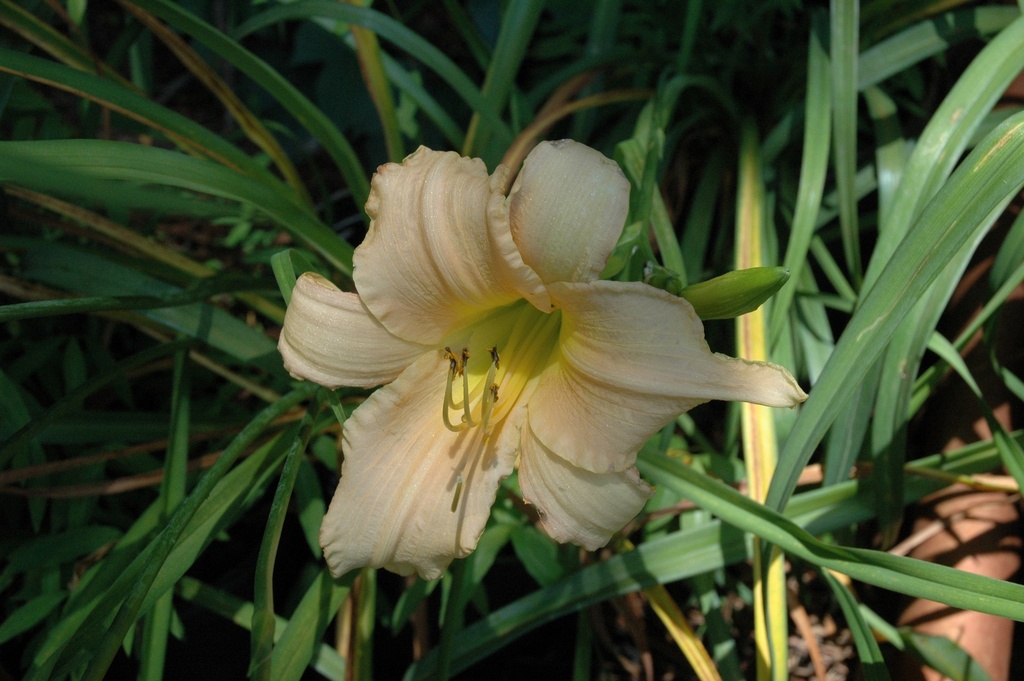 [12347951-2g-container] Luxury Lace Daylily – Fragrant Reblooming Perennial
