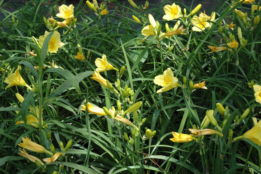 Happy Returns Daylily – Reblooming Pale Yellow Perennial