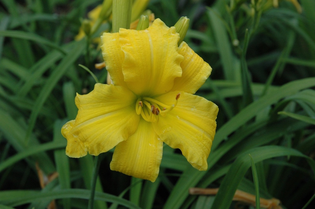 [12347947-1-5g-container] Golden Dew Drop Daylily – Hemerocallis 'Golden Dew Drop'
