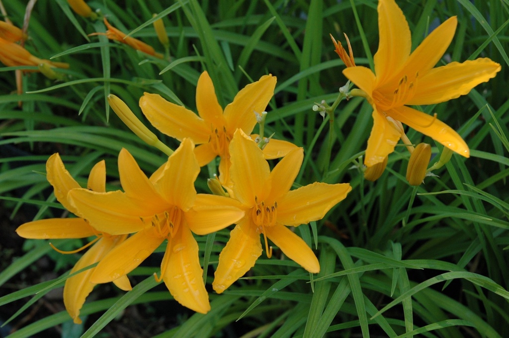 [12347943-1-5g-container] Aztec Gold Daylily - Golden Yellow Reblooming Perennial