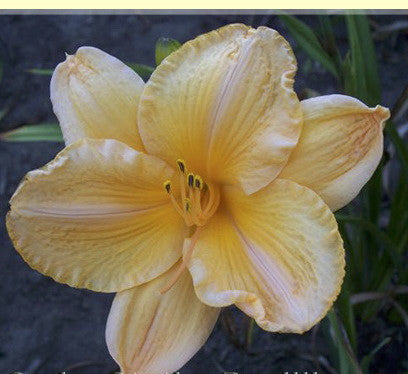 Angels Delight Daylily - Pinkish-Apricot Reblooming Perennial