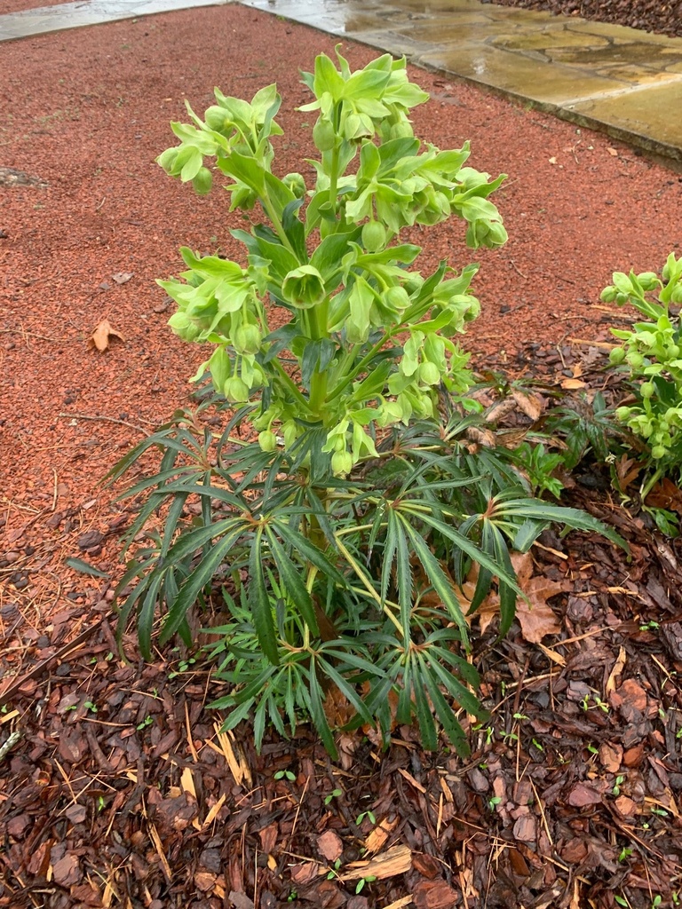 [12347941-1g-container] Stinking Hellebore | Helleborus foetidus – Lenten Rose