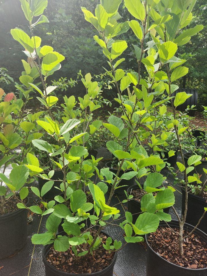 [12347937-3-g-container] American Witch Hazel (Hamamelis virginiana) (3 gallon container)