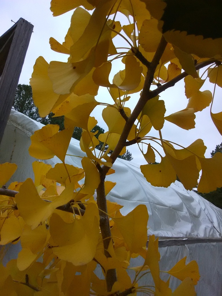 [12347932-7g-container] Autumn Gold Ginkgo Tree - Ginkgo biloba 'Autumn Gold' (7 gallon container)