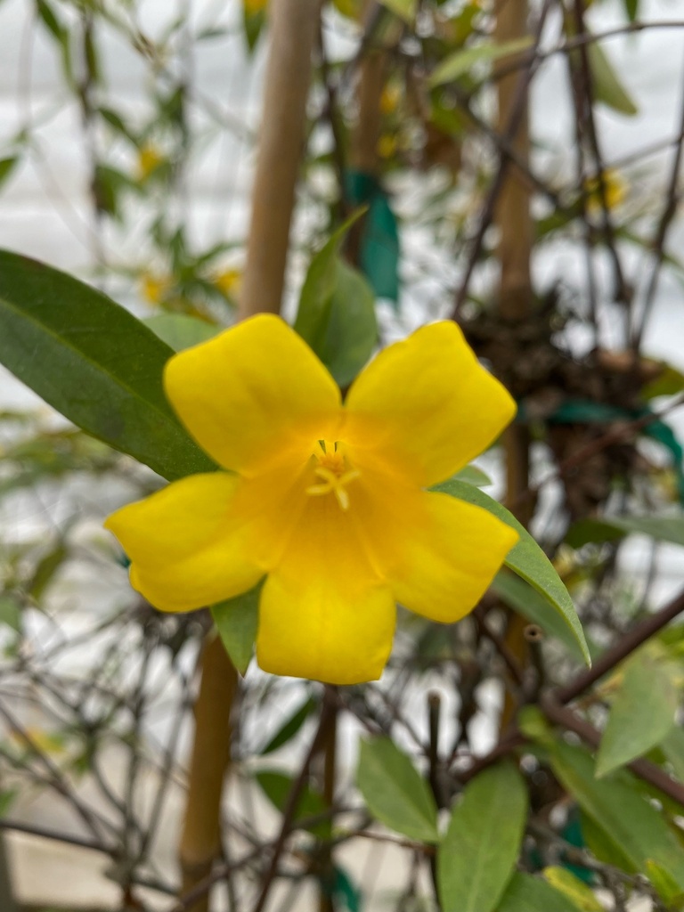 [12347931-2g-container-sold-out] Carolina Jasmine – Evergreen Flowering Vine (2 gallon container)