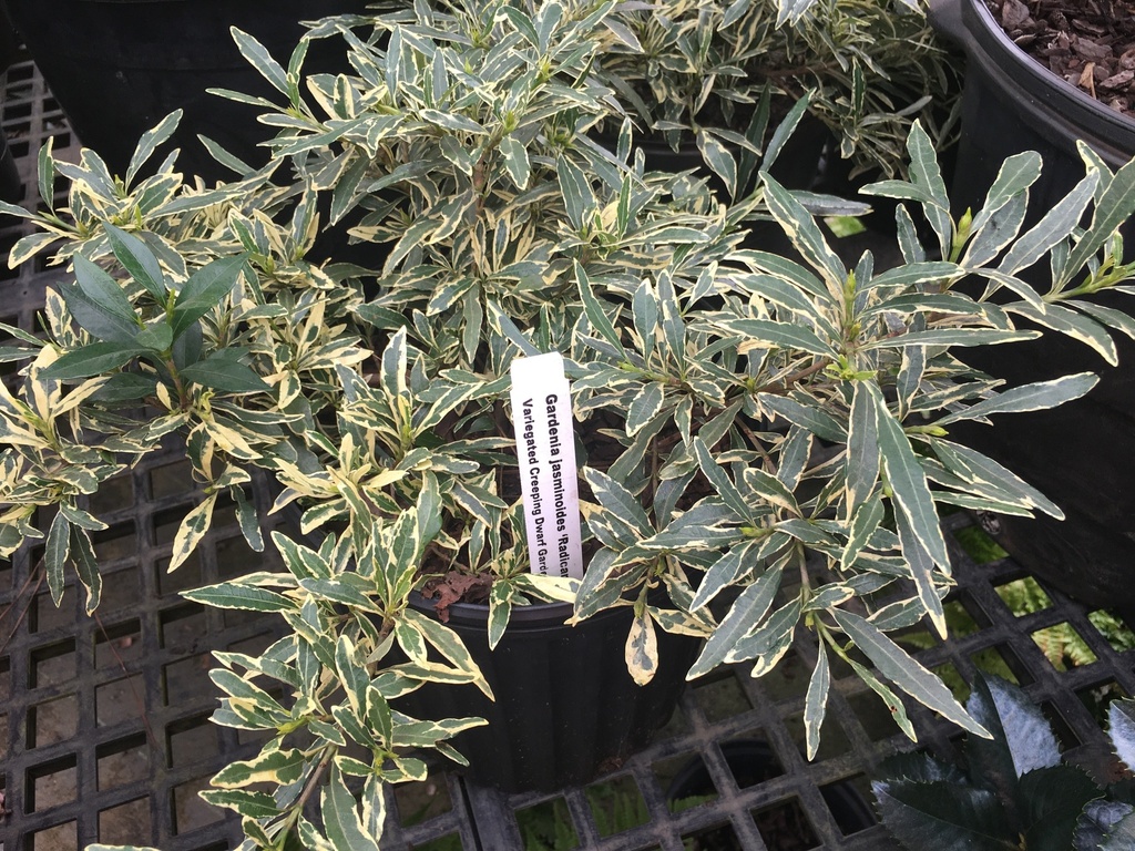 [12347930-2g-container-sold-out] Variegated Creeping Dwarf Gardenia (Radicans Variegata) (2 gallon container)