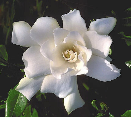 [12347929-3g-container] Dwarf Gardenia (Gardenia jasminoides 'Radicans') (3 gallon container)