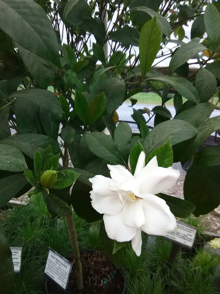 [12347928-3g-container-not-for-sale-yet] August Beauty Gardenia | Gardenia jasminoides 'August Beauty' (3 gallon container)